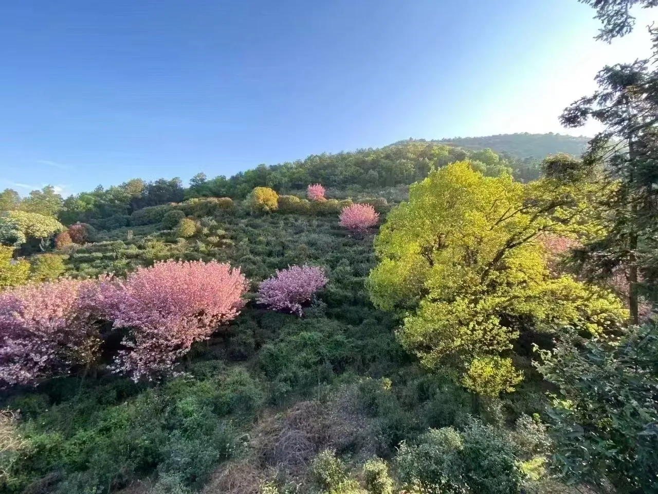 太湖西山碧螺春核心产区茶园风光，茶树与果木交错共生