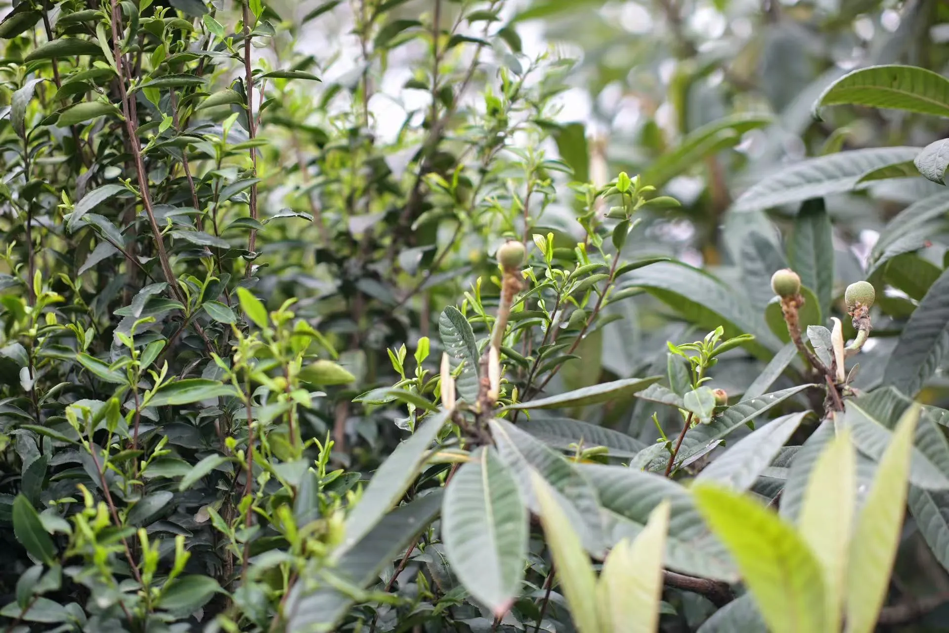 太湖西山洞庭群体种茶树近景，嫩绿茶芽在阳光下生长